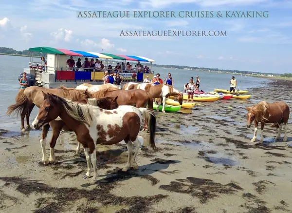 Assateague Explorer Pony Watching Cruise & Kayaking, Chincoteague, VA
