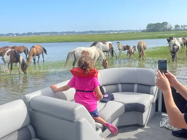 Assateague Tours, Chincoteague, VA