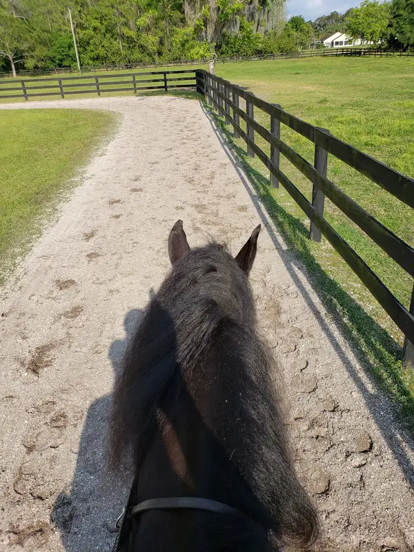 Avalon Stables, photo 3