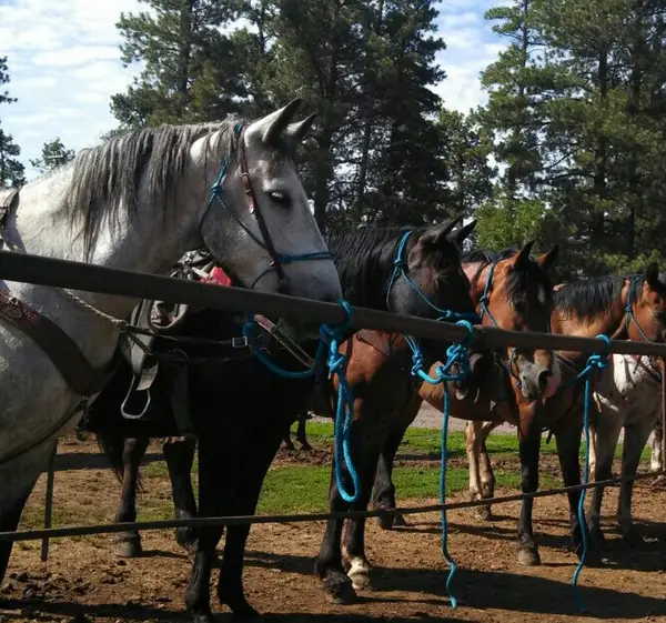 AZ High Mountain Trail Rides, photo 4
