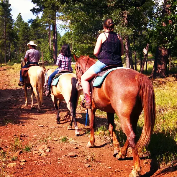 AZ High Mountain Trail Rides, photo 2