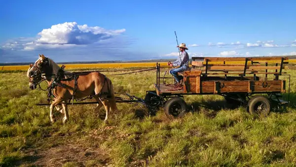 AZ High Mountain Trail Rides, photo 3