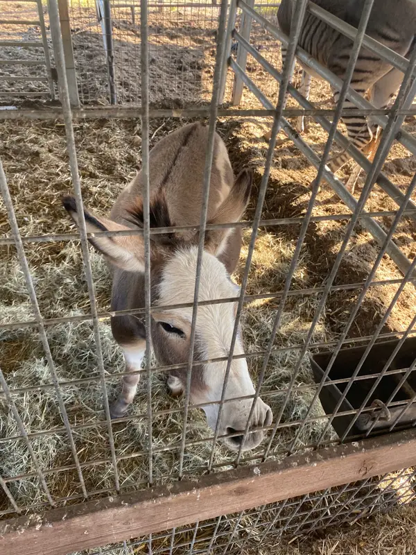 Bacchus Family Adventure Farm, Lamar, AR