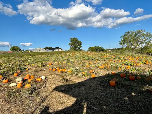 Back Home on the Farm, Harrisonburg, VA