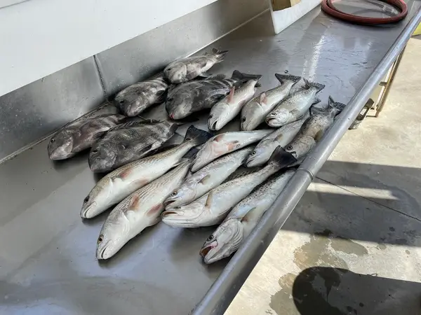 Bad Intentions Fishing Charters