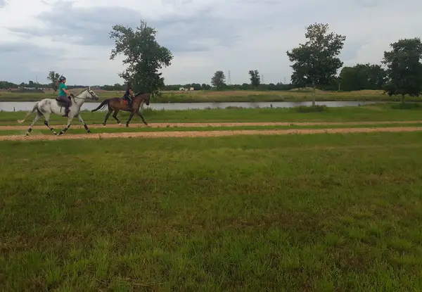 Bailey Oaks Farms, photo 3