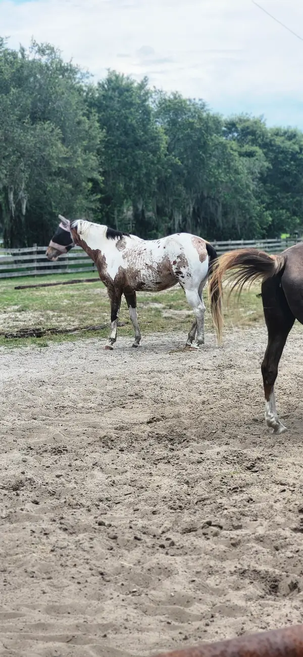 Bakas Equestrian Center, photo 1