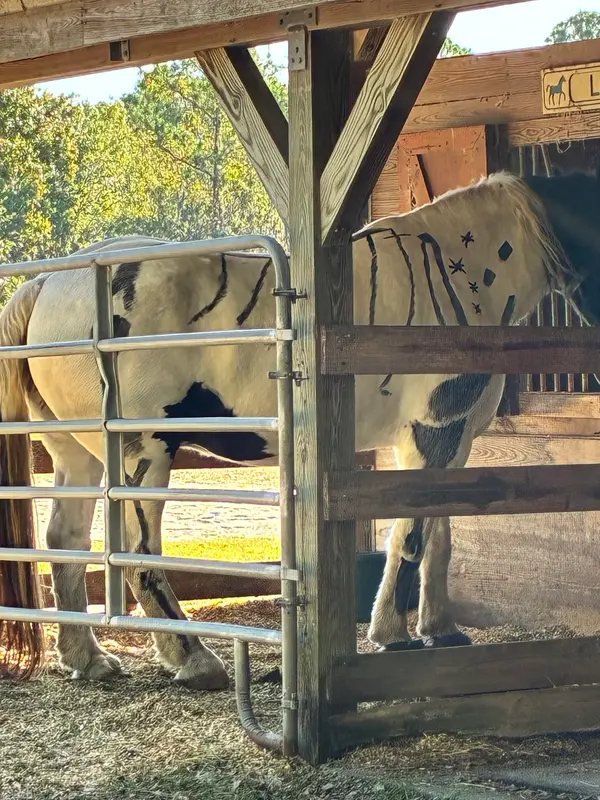 Bakas Equestrian Center, photo 2