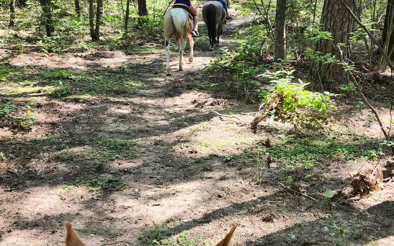 Banshee Ranch