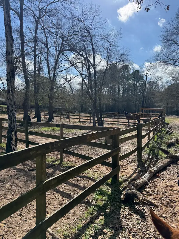 Banshee Ranch, photo 2