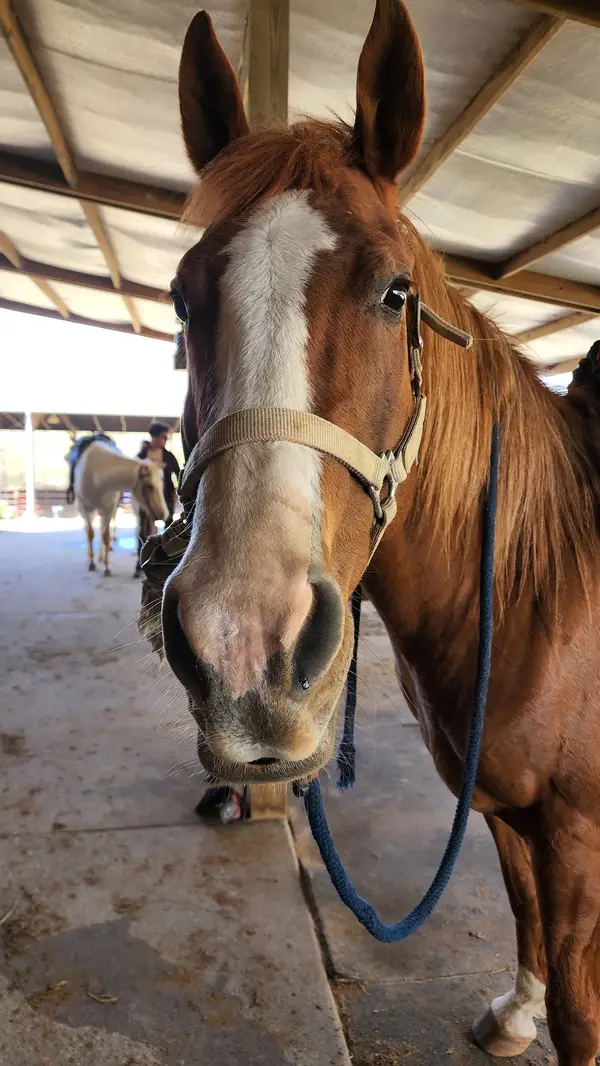 Banshee Ranch, photo 3