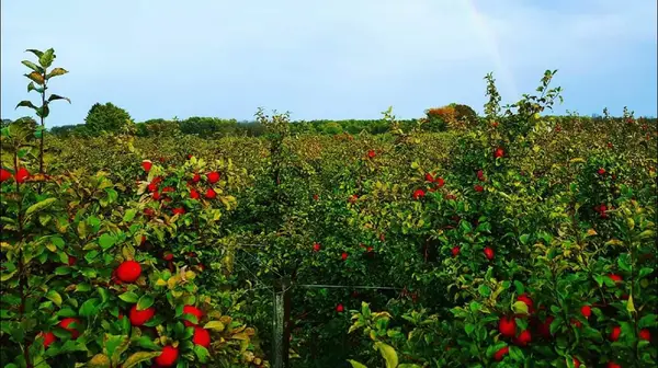 Barthel Fruit Farm, Mequon, WI