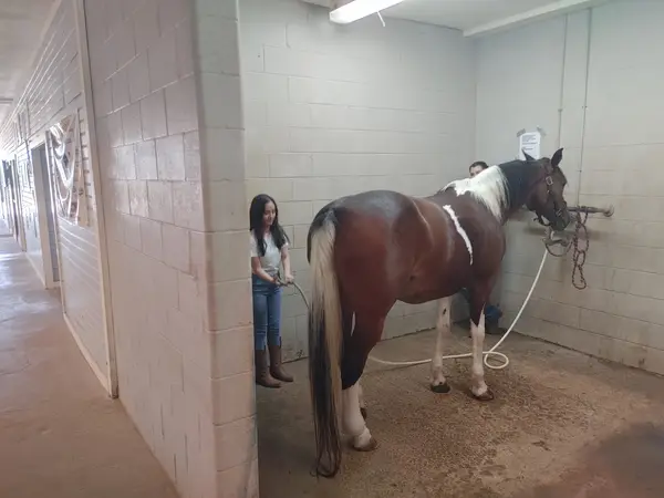 Bay Area Equestrian Center, photo 2