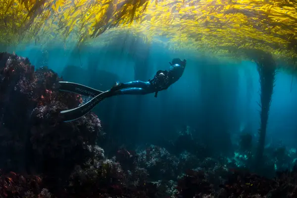 Bay Area Freediving
