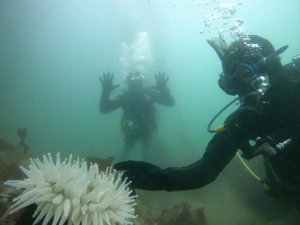 Bay Area School Of Diving