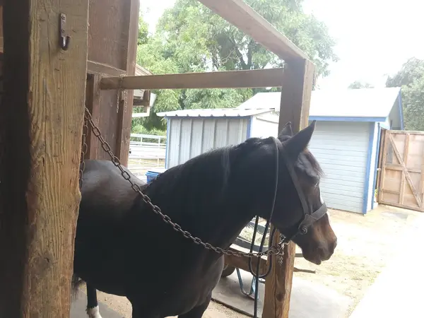 Beach Lake Stables, photo 1