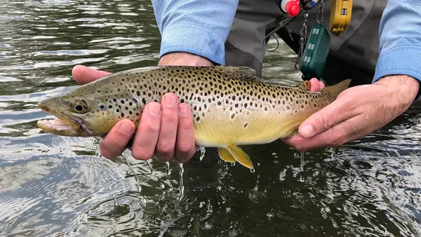 Bear Creek Anglers