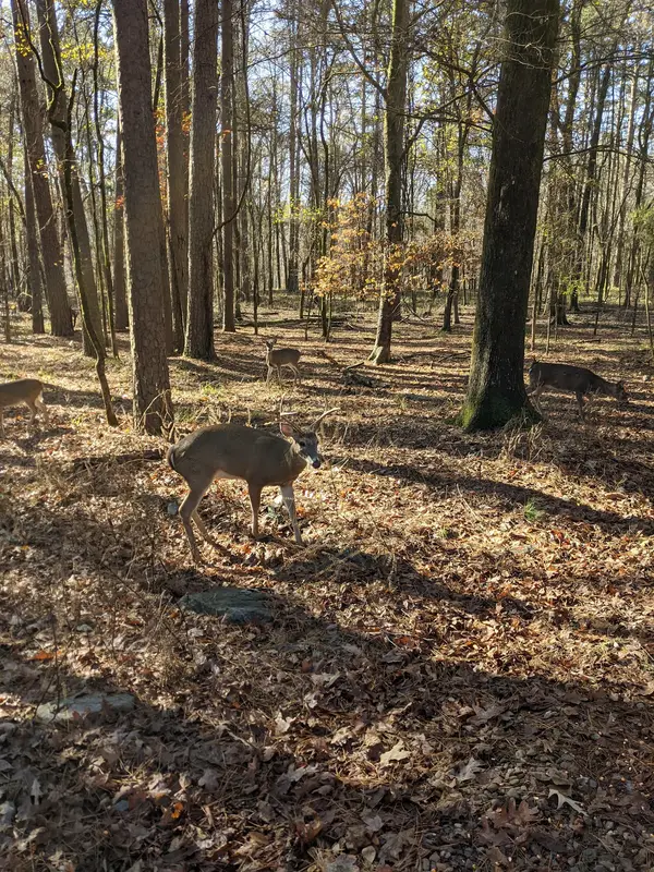 Beavers Bend Depot & Trail Rides, photo 2