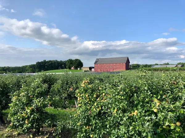 Belkin Family Lookout Farm - U-Pick Orchard - Taproom, Outdoor Dining and Market, Natick, MA
