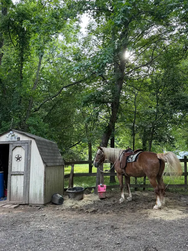 Bella Ranch Horseback Riding, photo 2