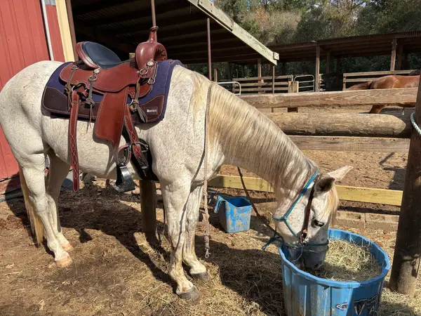Bella Ranch Horseback Riding, photo 3