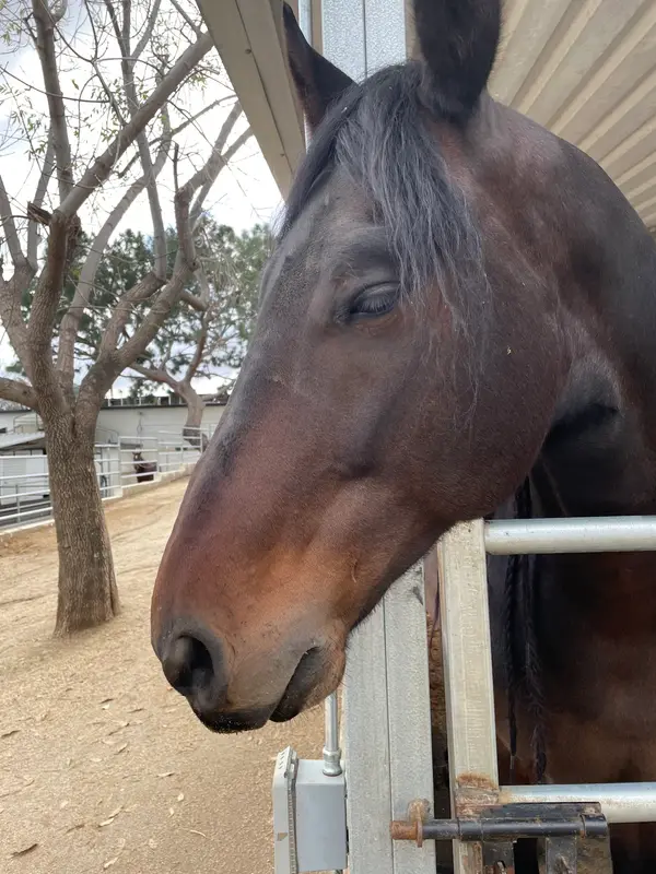 Bella Stables, photo 1