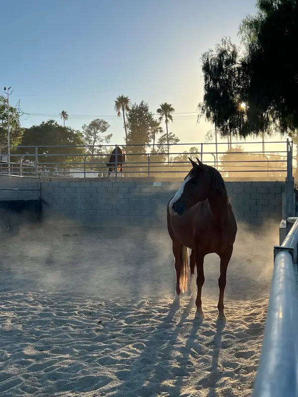 Bella Stables, photo 2