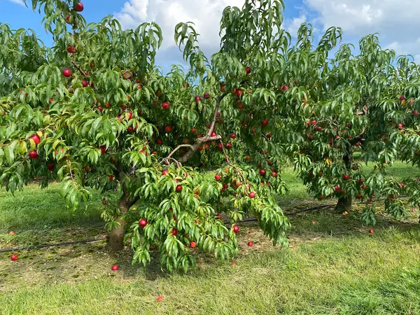 Belltown Hill Orchards, South Glastonbury, CT