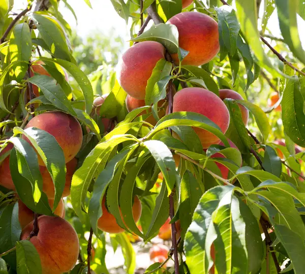 Bennett Orchards