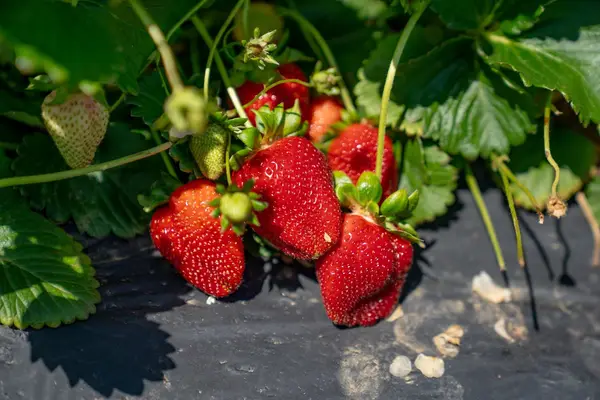 Berry Best Family Farm, Brentwood, CA