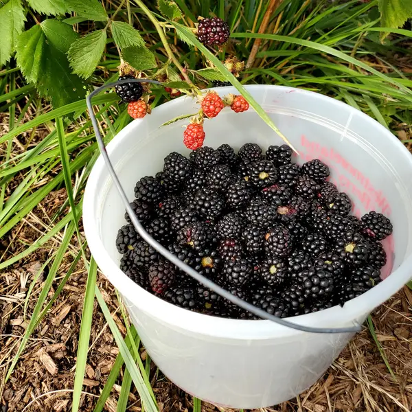 Berry Good Farm, Bealeton, VA