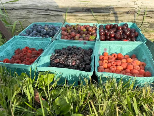 Berry Patch Farm, Nevada, IA