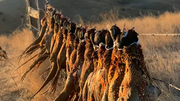 Big Bend Ranch Pheasant Hunting