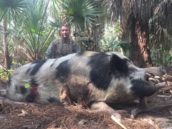 Big Boar Hunts