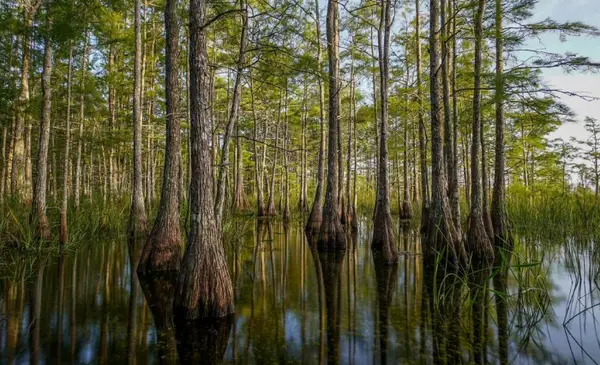 Big Cypress National Preserve OHV