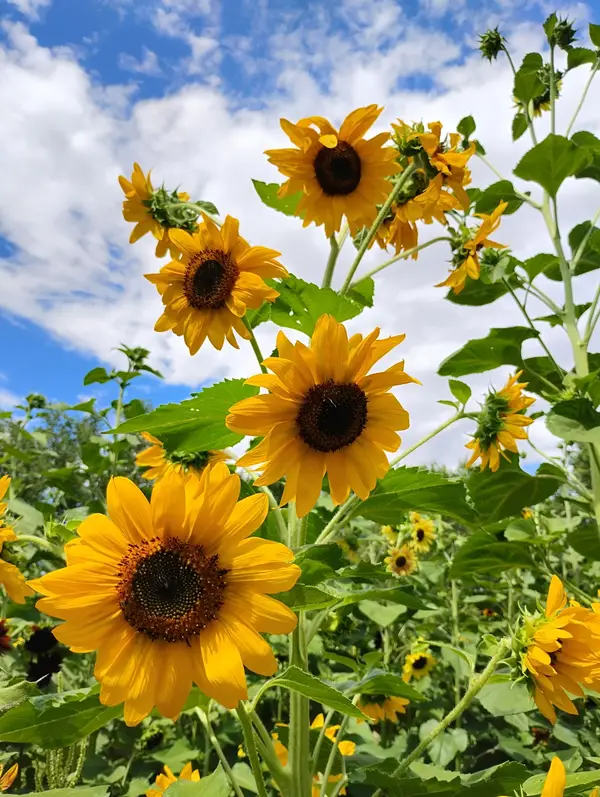 Big Jim Farms, Albuquerque, NM
