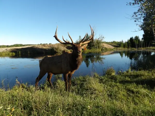 Big Rack Ranch, LLC - Michigan Elk and Whitetail Hunting