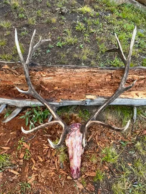 Bitterroot Outfitters
