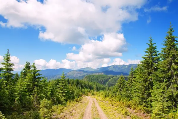 Black Hills Wilderness Edge
