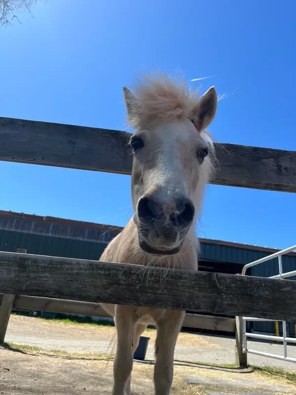 Blazing Saddles Equestrian Center