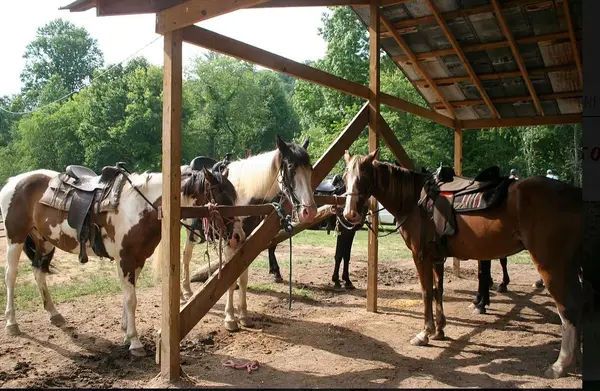 Blue Ridge Mountain Trail Rides, Blue Ridge, GA