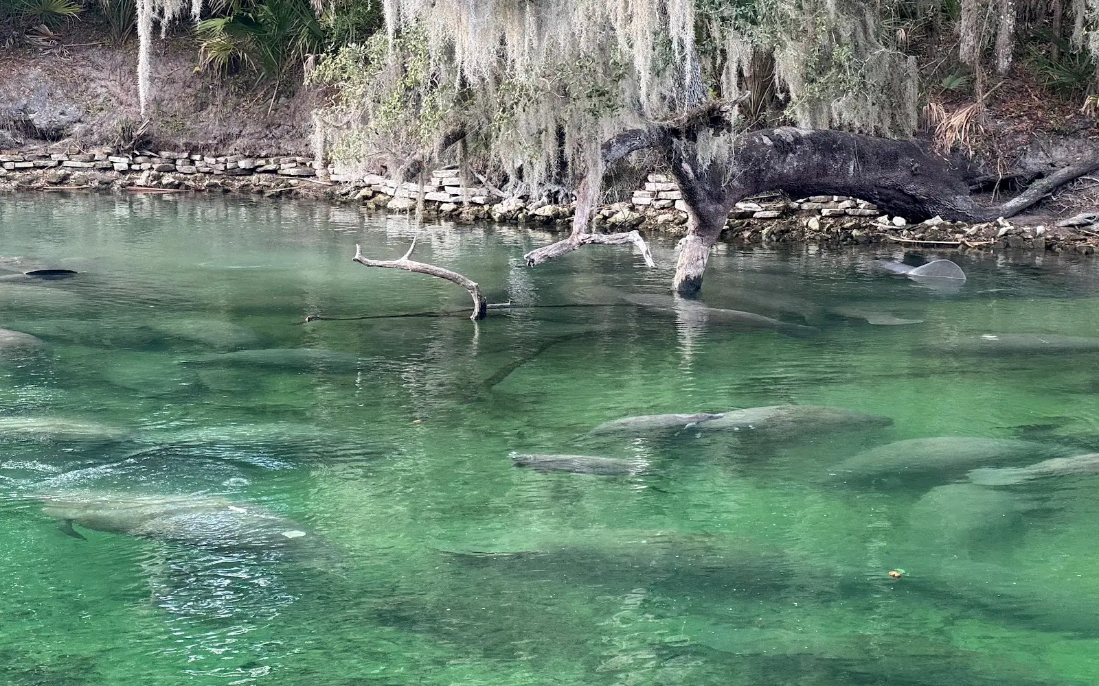 Blue Spring Adventures