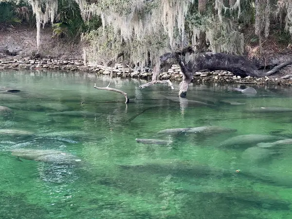 Blue Spring Adventures, photo 4