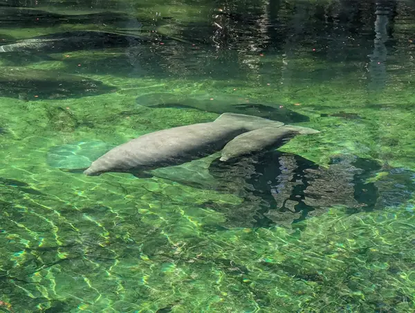 Blue Spring Adventures, photo 3