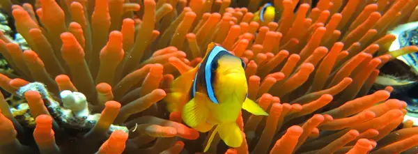 Blue Submarine Divers Safaga