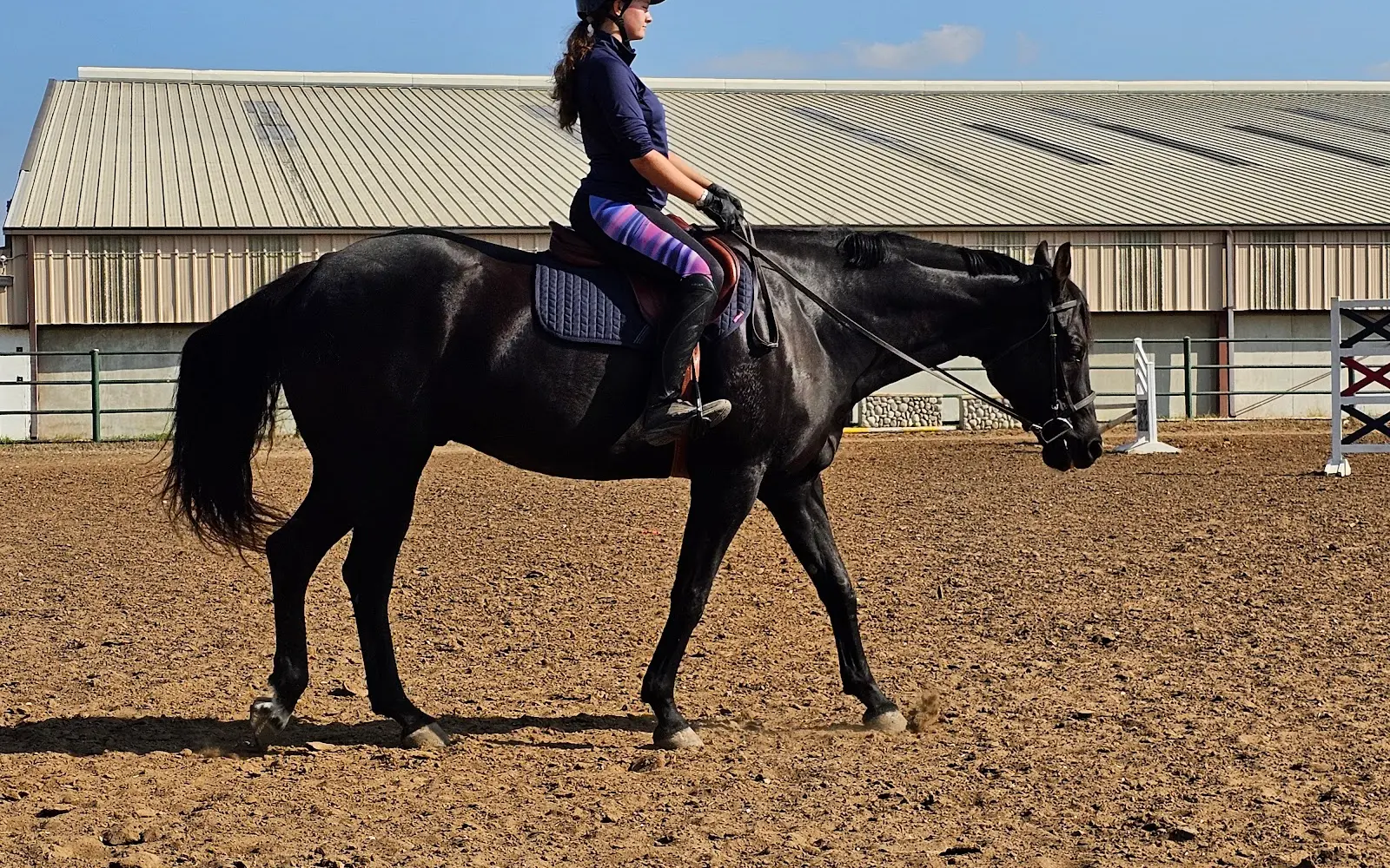 Blueberry Creek Stables