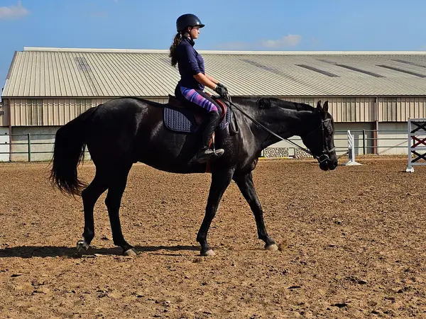 Blueberry Creek Stables