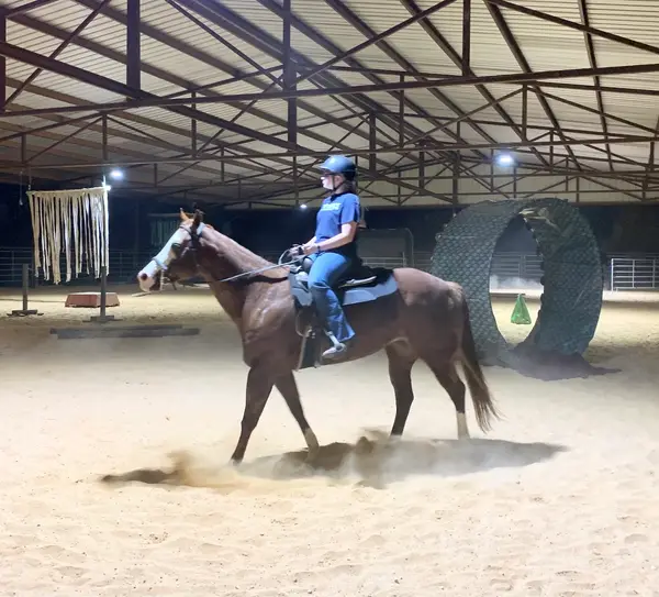 Blueberry Creek Stables, photo 1