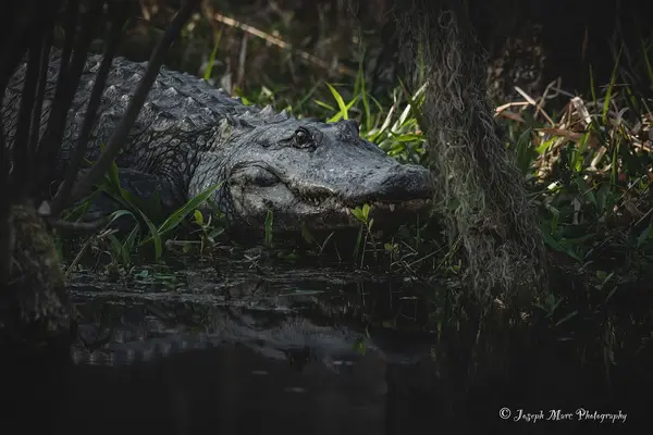 Boating Adventures - Louisiana Tours and Adventures -Tchefuncte Capt Mike, Madisonville, LA