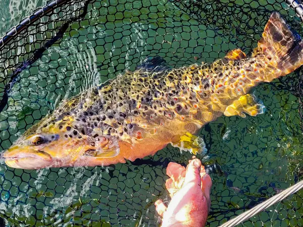 Boren to Fish Guide Service, Heber Springs, AR